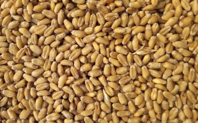 Wheat